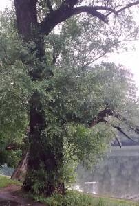 Дерево