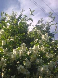 Июньское цветение жасмина