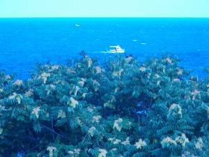 Берег Черного моря