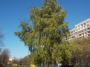 Московская осень