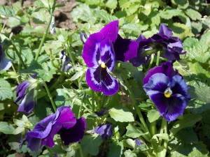 DSCN1323